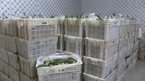 建甌 網(wǎng)紅 玉米按根賣(mài) 農(nóng)戶增收新渠道